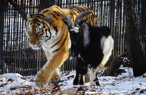 tiger Amur and goat Timur
