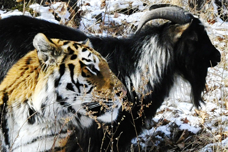 Amur, a Siberian tiger, and Timur, a goat, in Safari Park in the village of Shkotovo. 
