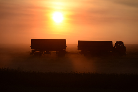 Grain harvesting in the Krasnoyarsk Territory.