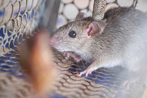 According to scientists, the rats' receptor neurons contain thousands of naturally renewable protein receptors that help them differentiate a larger quantity of smells than modern devices or even dogs. Source: Shutterstock/Legion Media