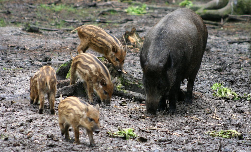 Дивље свиње, зоолошки врт у Вороњежу.