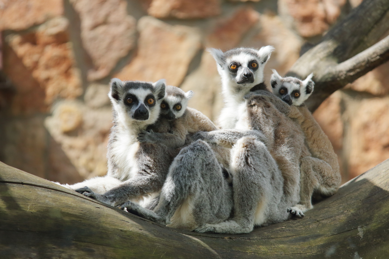 キツネザル、サンクトペテルブルク動物園