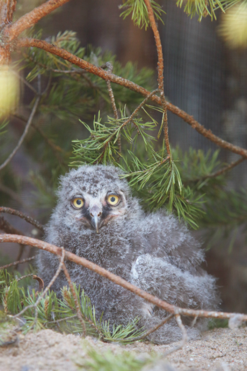 シロフクロウ、サンクトペテルブルク動物園