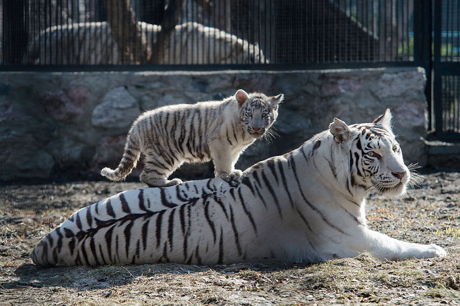 ベンガルトラ、ノボシビルスク動物園