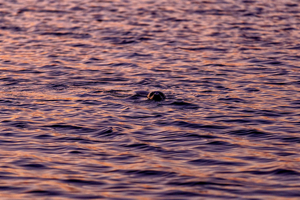 Sur la langue de terre de Tokarevskaïa kochka à Vladivostok et sur l’île Rousski, on peut parfois croiser des phoques. Les spécialistes déconseillent de s’en approcher à moins de 15 mètres, de crier fort, d’agiter les bras ou d’essayer de les nourrir.