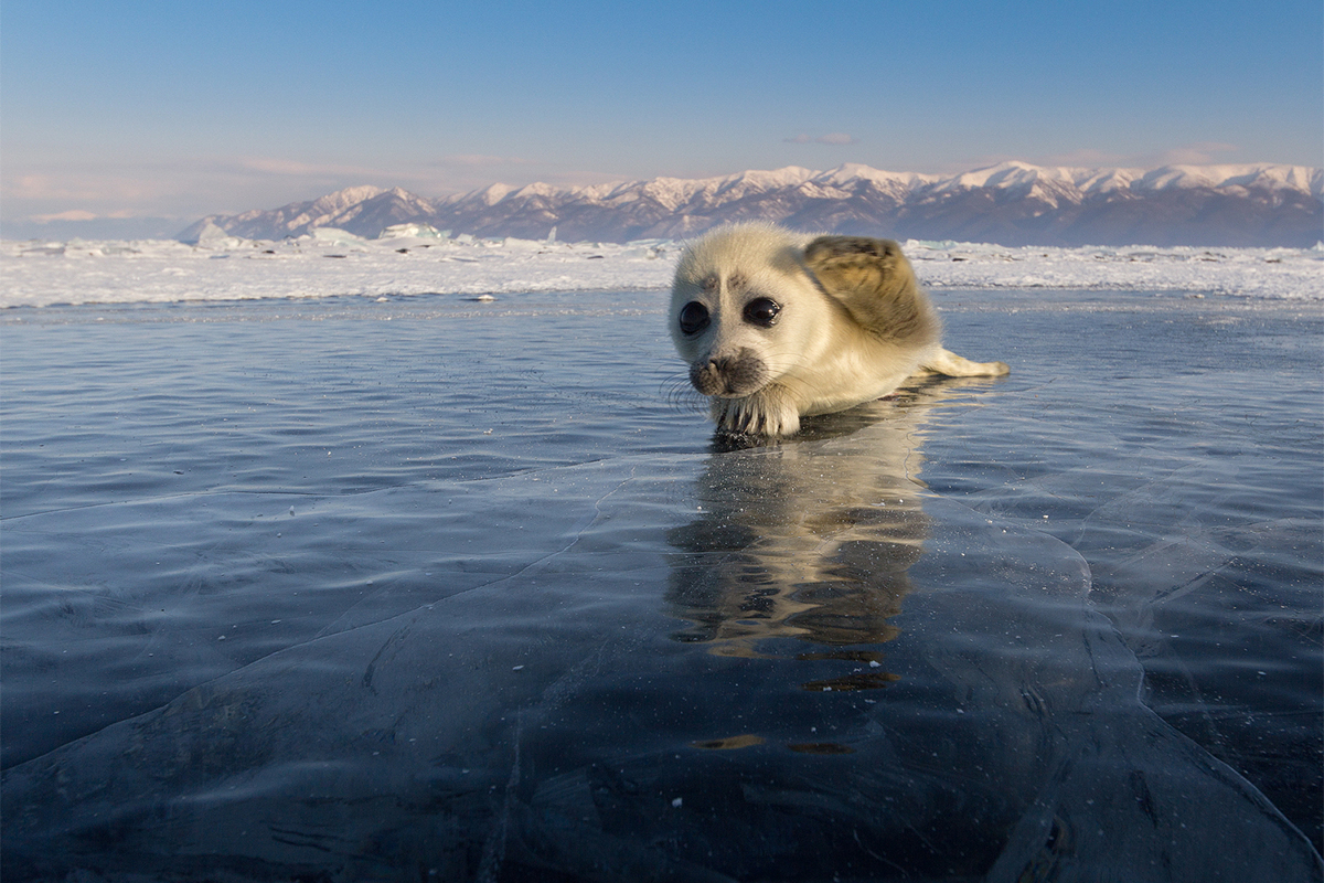 Ćao, ja sam maleni tuljan! Živim u Sibiru, na jezeru Bajkal. Svim čitateljima RBTH želim sretnu Novu godinu! 