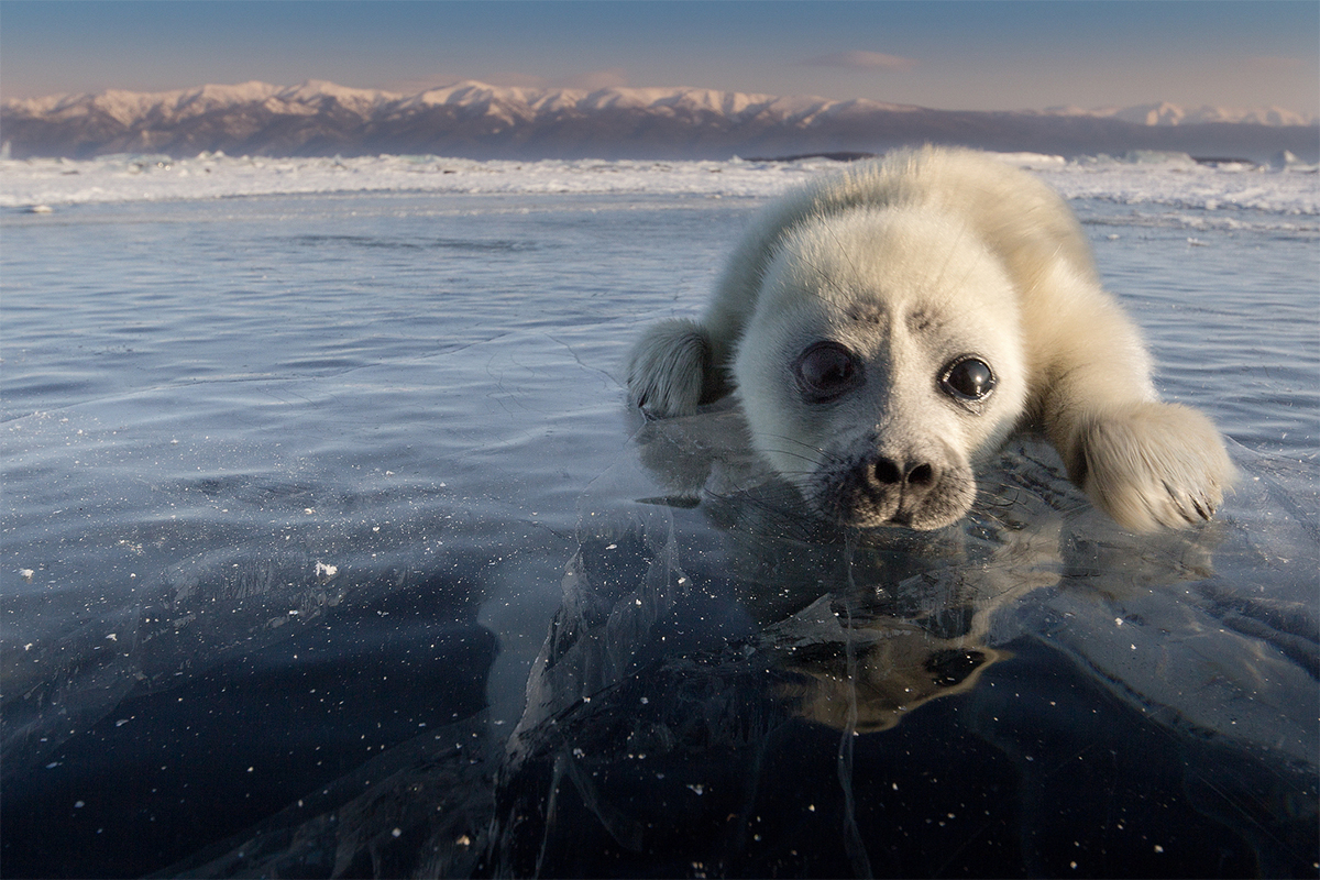 As for me, I’m a seal pup and live at Lake Baikal, the largest freshwater reservoir in the world. The lake covers an area about the size of Belgium.