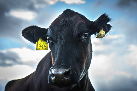 Une vache à une ferme d'élevage dans la région de Léningrad.