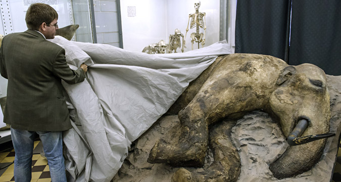 3만년전 죽은 아기 매머드 `제냐＇