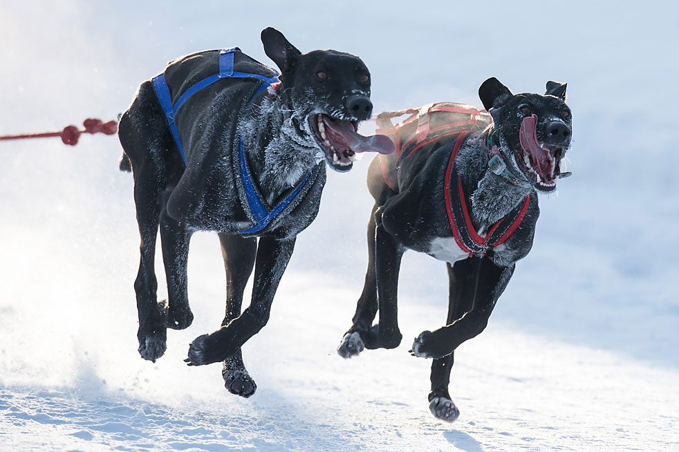 Участники Открытого чемпионата Омской области по снежным дисциплинам ездового спорта на собаках (этап кубка Сибири) во время соревнований в поселке Крутая горка.