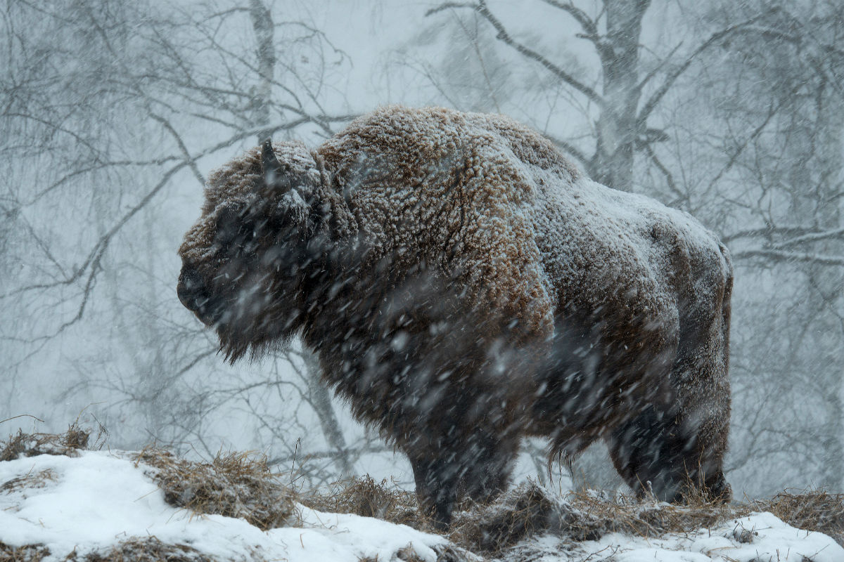 　哺乳類部門の入選作。/ シベリアに移されたバイソンだが、ロシア南部にありながらも山岳地帯のアルタイ山脈の冬でも十分に耐えることができる。