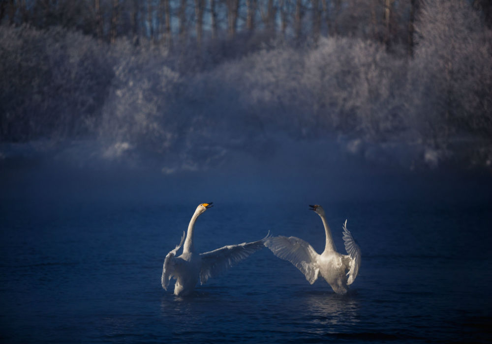 „Vögel“: Weiße Schwäne auf dem Swetloje-See, der wegen seiner warmen Quellen nie gefriert. Altai Gebirge – Dmitrij Kuprazewitsch.