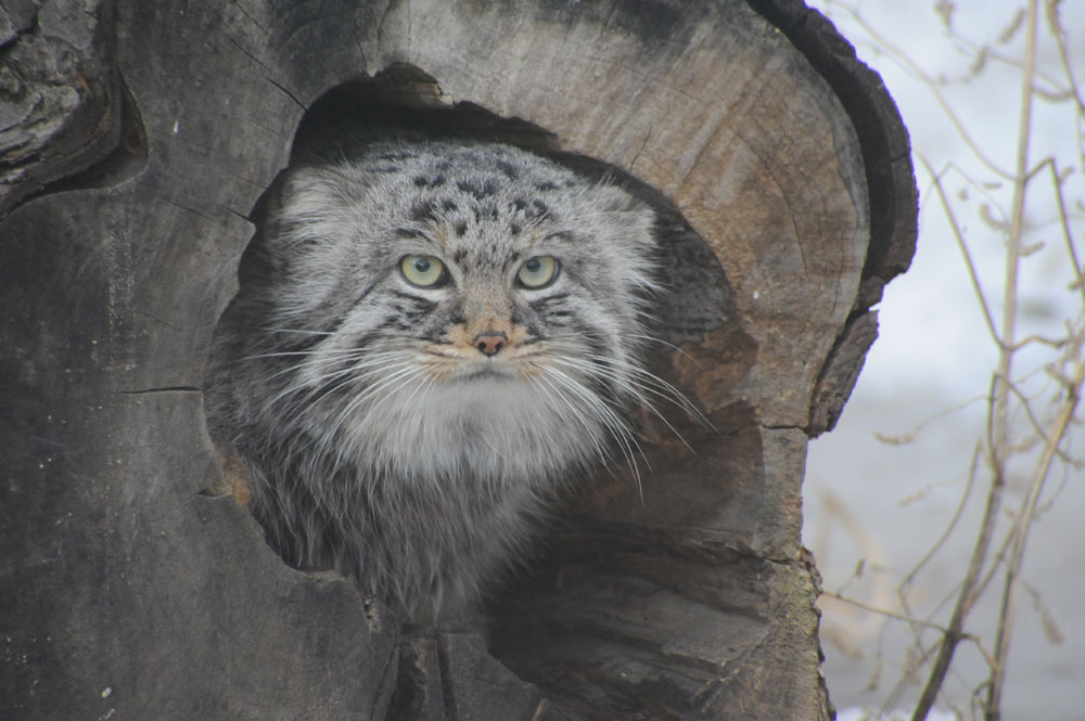 30 years ago the zoo chose its resident manul (Pallas’s cat), a rare Central Asian wild cat, as its symbol. A non-trivial decision.