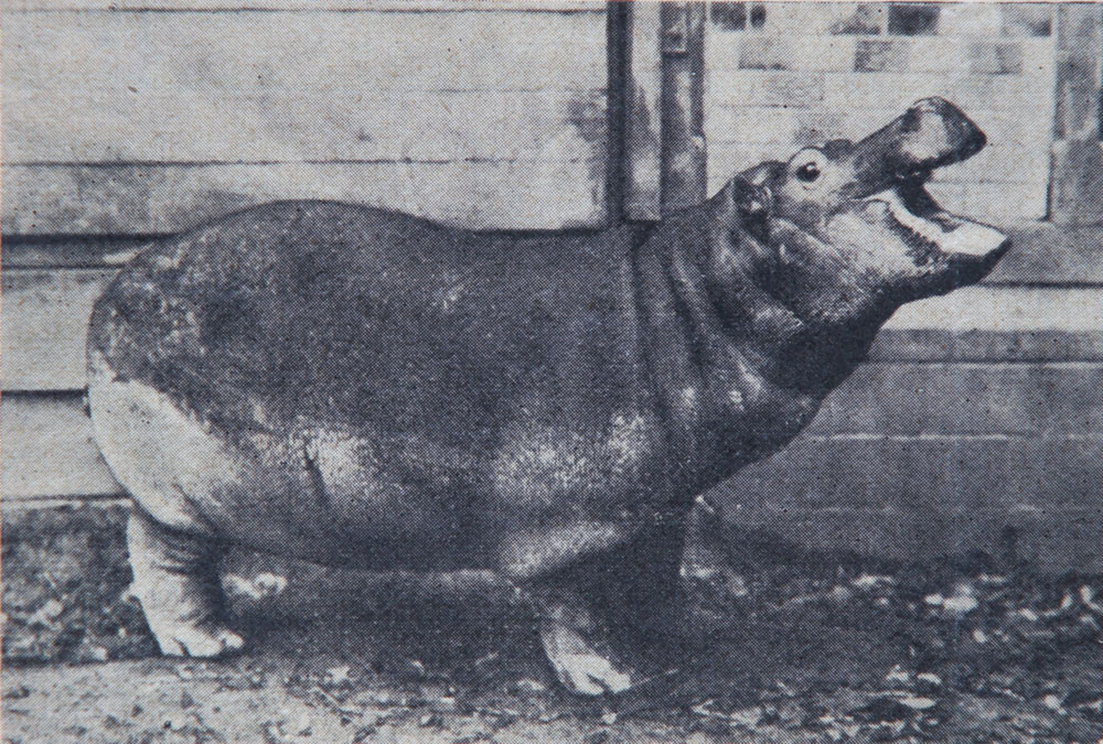 Only four animals survived the war, among them was the hippopotamus Hans, who was saved by the Soviet vet Vladimir Polonsky.