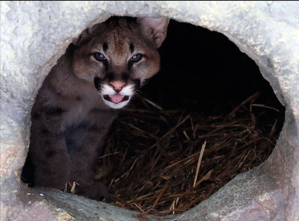 A four-month-old North American cougar cub looks out from its den in the Royev Ruchey zoo on the suburbs of the Siberian city of Krasnoyarsk, Russia
