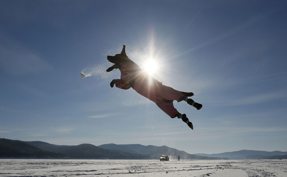 A Labrador retriever jumps for a snowball while playing with its owner, with a car towing a snowboarder seen in the background, on the frozen surface of the Yenisei River, with the air temperature at about minus 20 degrees Celsius (minus 4 degrees Fahrenheit), outside Krasnoyarsk, Siberia, Russia, February 13, 2016. 