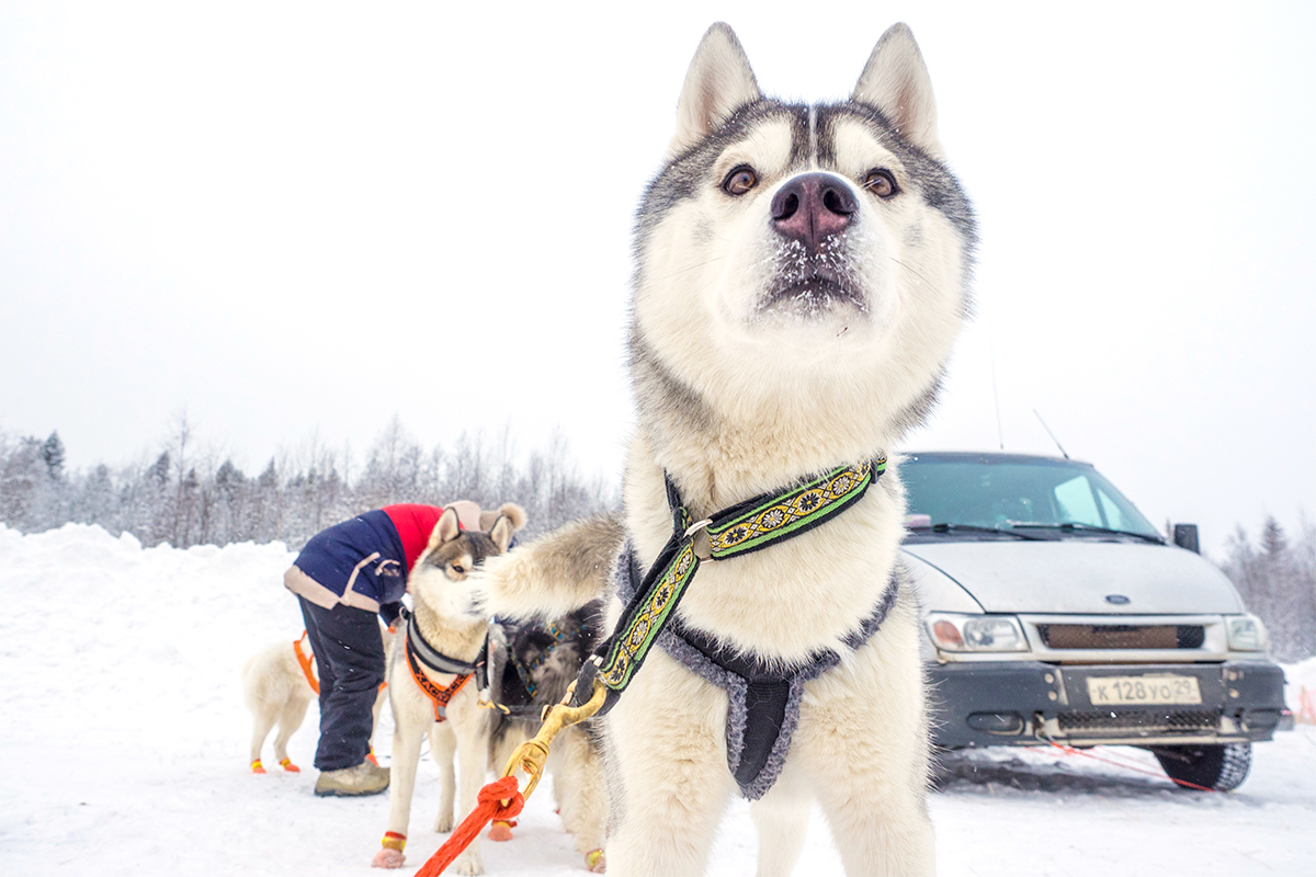 Te vistes, sales al frío y preparas los perros para una carrera a través de los interminables bosques de Carelia, región del noroeste de Rusia.