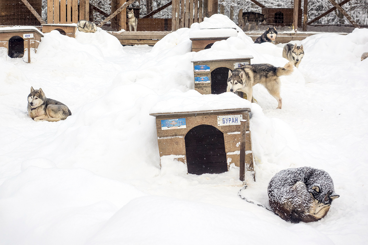Les chiens qui participent à la course vivent dans une pouponnière installée dans de petites maisons en bois.