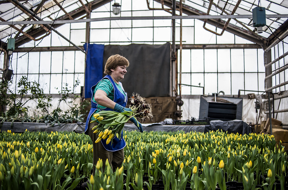 Сотрудница Хозяйственного управления ВДНХ (ХОЗУ) собирает тюльпаны, выращенные в теплицах ВДНХ.