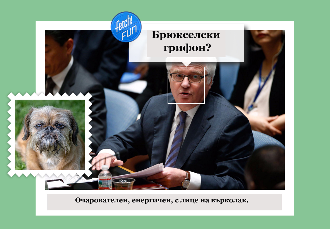 Виталий Чуркин (руски дипломат, постоянен представител на Русия в ООН) като брюкселски грифон.