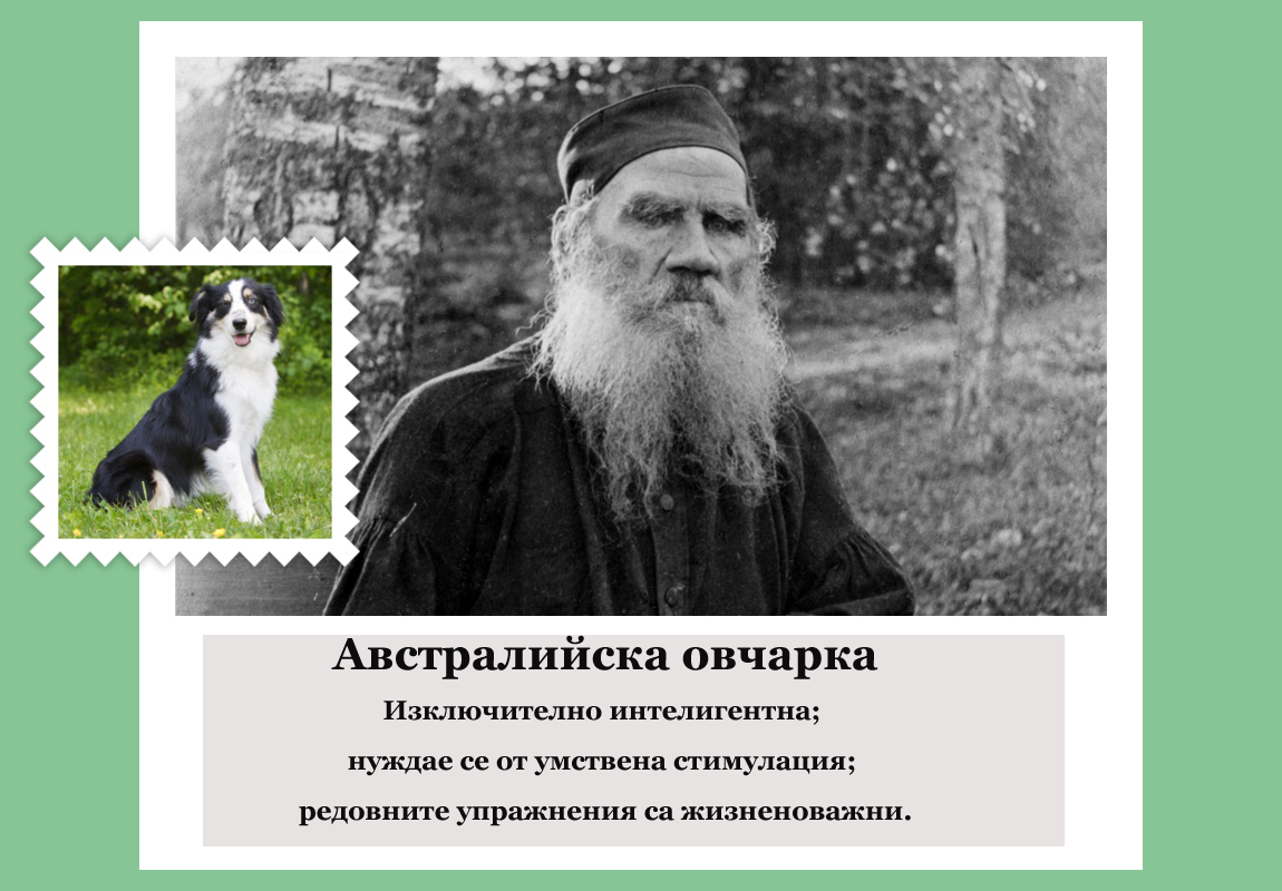 Лев Толстой (руски писател, смятан за един от най-великите автори на всички времена) е австралийска овчарка.