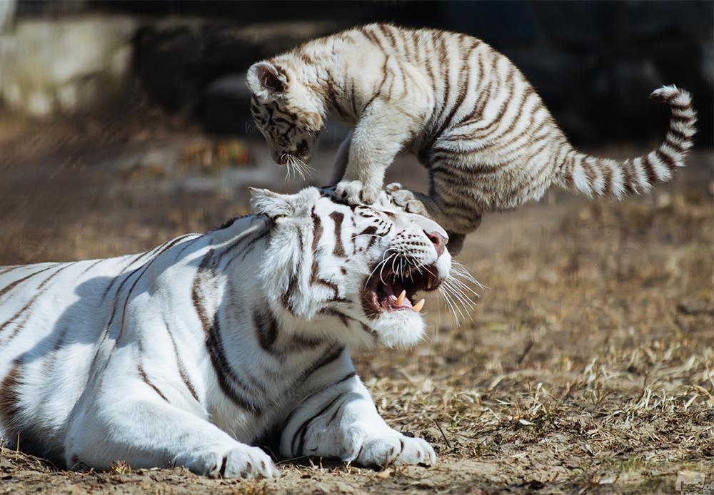 Младунче белог бенгалског тигра игра се с мајком у зоолошком врту у Новосибирску.