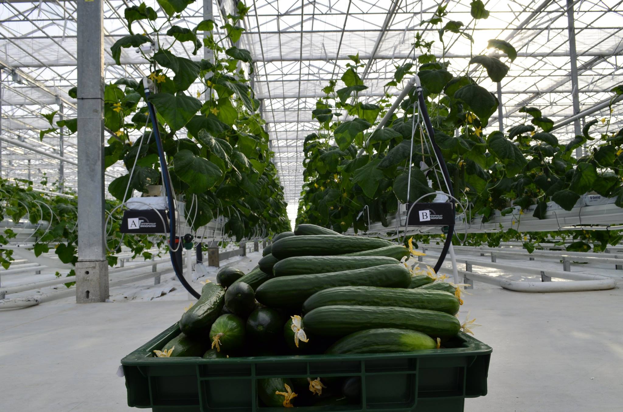 JSC Green’s greenhouse in the Khabarovsk priority development area. Source: Facebook/ JGC Evergreen