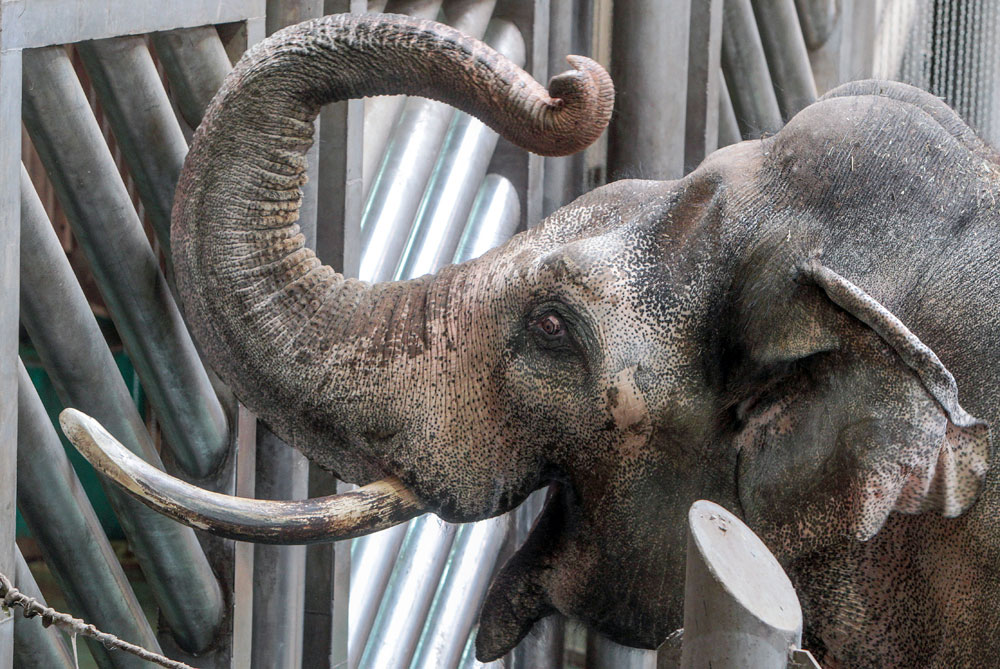 Elephant Museum was opened in the Moscow zoo