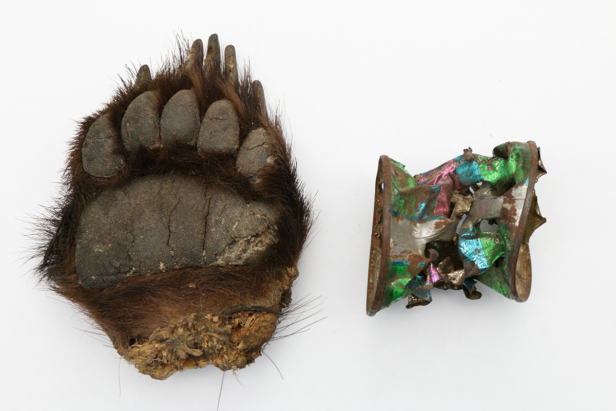 A bear’s paw and a can from which the bear ate.