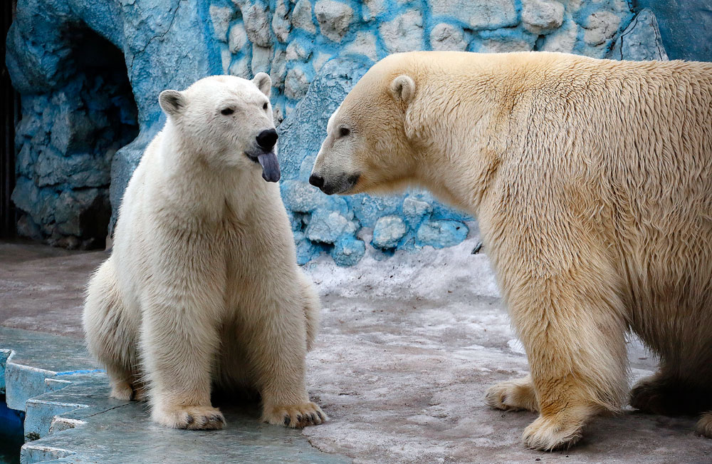 A couple of polar bears, Felix (L), a nine-year-old, and Aurora, a six-year-old, is seen inside its enclosure at the Royev Ruchey Zoo in Krasnoyarsk, Siberia, Russia