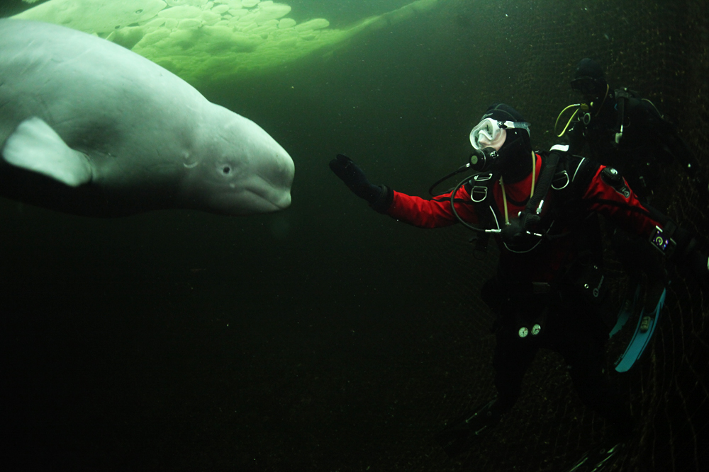 Russian divers set a world record for diving under ice. 