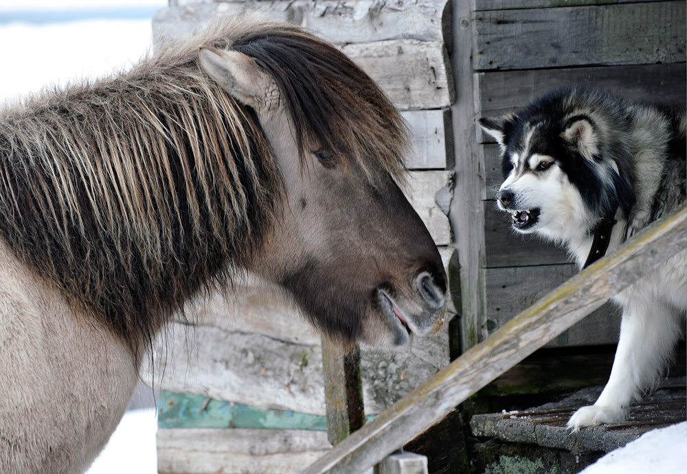 Див якутски кон и куче в с. Кузомен в Мурманска област. Селото е част от рибната колективна ферма „Всходи Коммунизма“.