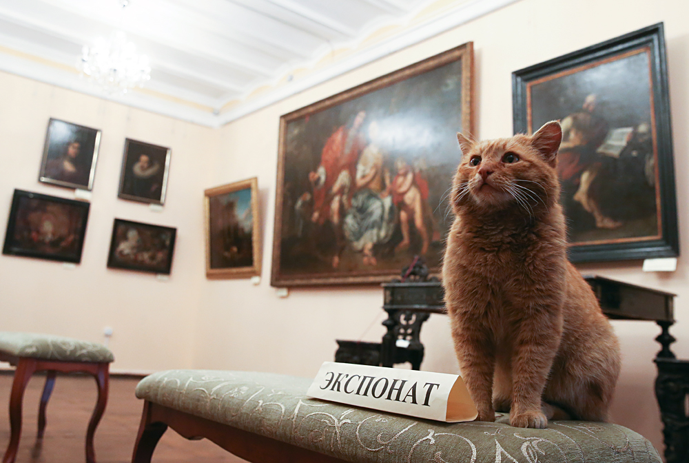 MOSCOW REGION, RUSSIA. APRIL 7, 2016. Marai the cat at Serpukhov's Museum of History and Art. April Fools' joke about a cat that scratched a job application and was hired by the museum turned real under the public pressure. Marai's candidature was approved by the museum's managers, the cat will receive fish and meat patties as salary. 