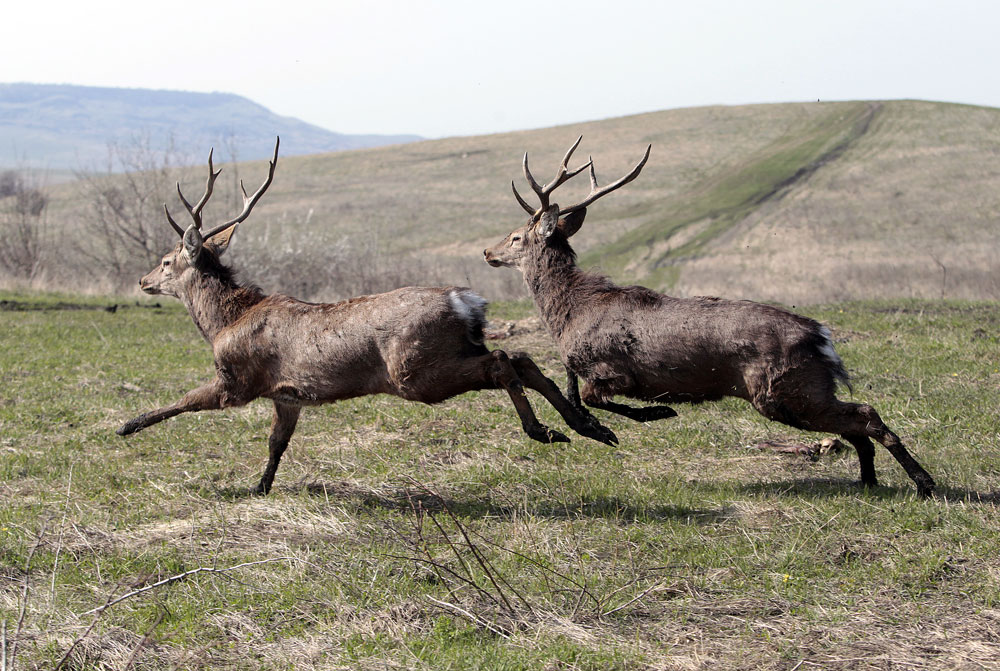 Петнисти елени, пуснати на свобода от природния резерват в планината Стрижамент, южно от Ставропол.