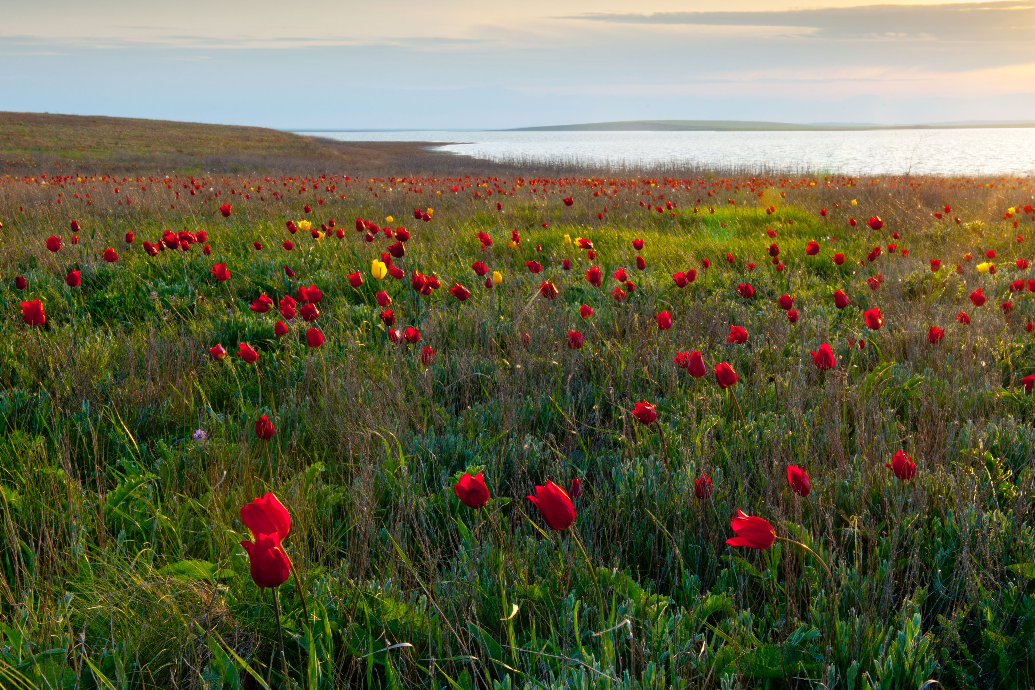 Tulpen sind ein Zeichen des Stolzes in Kalmückien. Große Blumenfelder erstrecken sich über das gesamte Gebiet und sogar der Kalmückische Nationaltanz ähnelt Tulpen, die im Wind schwingen. 