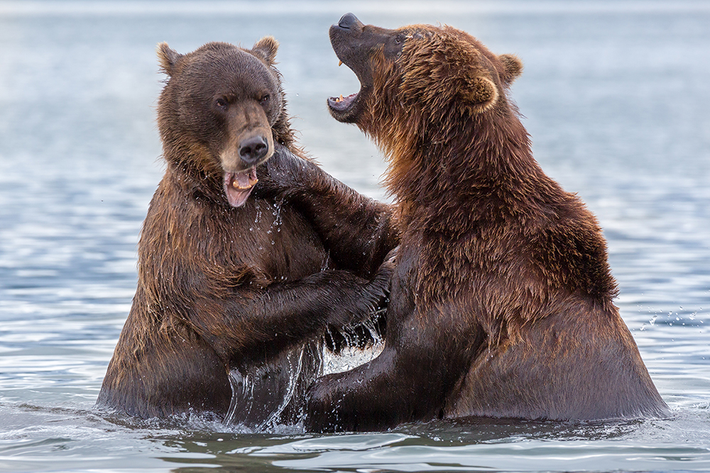 Камчатка је заиста „рај за медведе“ у Руској Федерацији. Процењује се да на полуострву живи између 15.000 и 30.000 ових животиња.