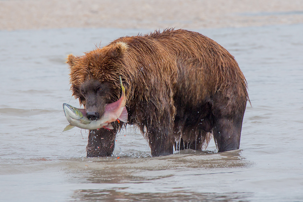 Uma concentração de ursos assim alta não é encontrada em qualquer outro lugar da Rússia nem do mundo.