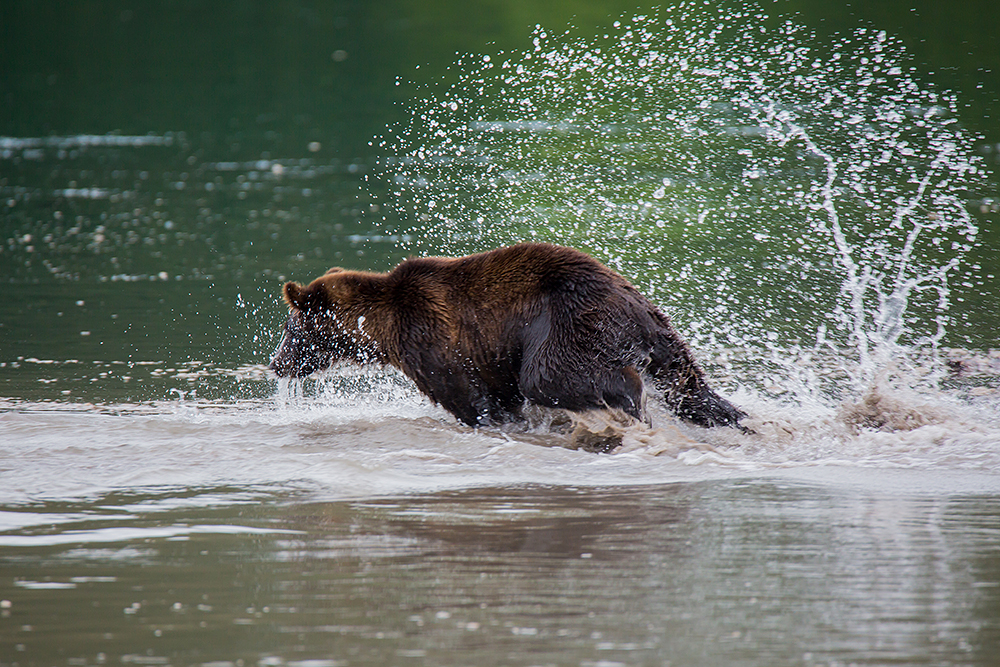Най-безопасното и впечатляващо място за наблюдаване на камчатските мечки е на Курилското езеро (200 км от Петропавловск Камчатски).