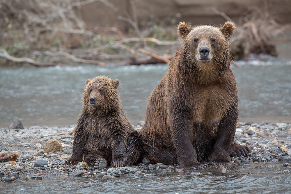 This comes as no surprise, since Kamchatka is the only region in the world that provides bears with the three main pillars of their diet: berries, cedar nuts and salmon. 