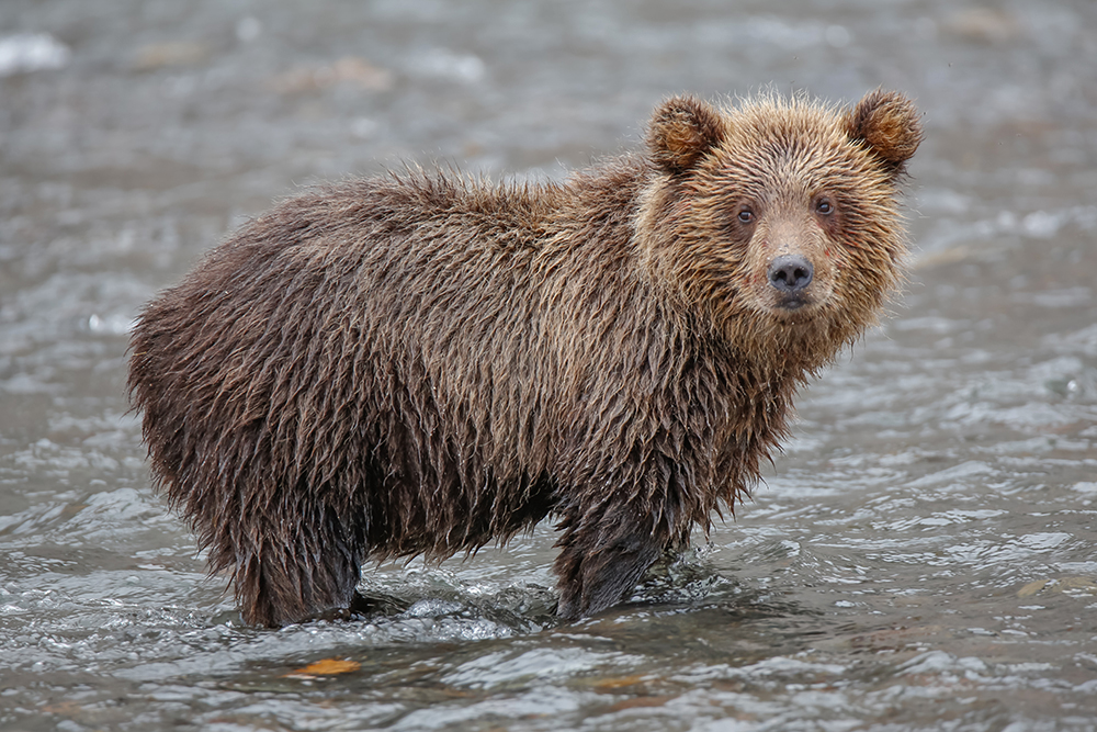 Међу камчатским медведима најбоље је онима око Курилског језера, јер на овом месту најлакше могу да дођу до велике количине хране богате протеинима.