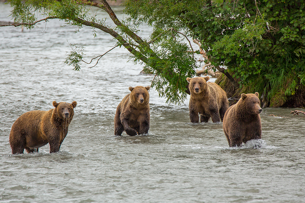 Точно заради това кафявите мечки се хранят в езерото от юни до настъпването на зимния им сън.