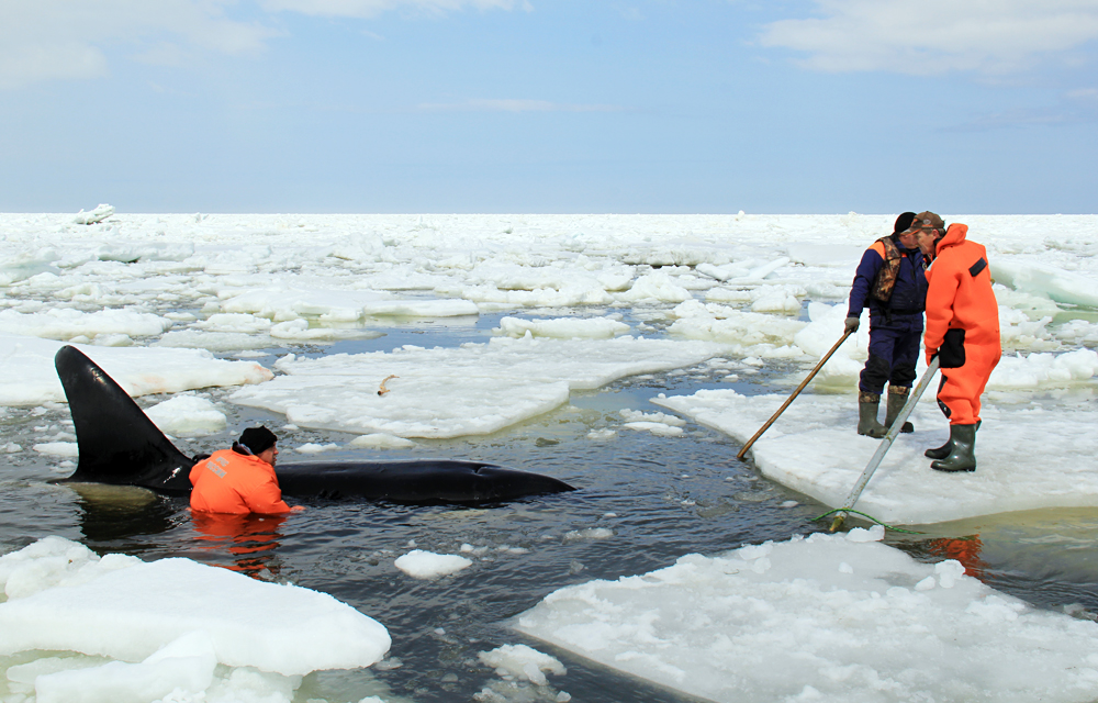 Министарство за ванредне ситуације Русије извлачи орке (китове убице) из леденог плена. Сахалин