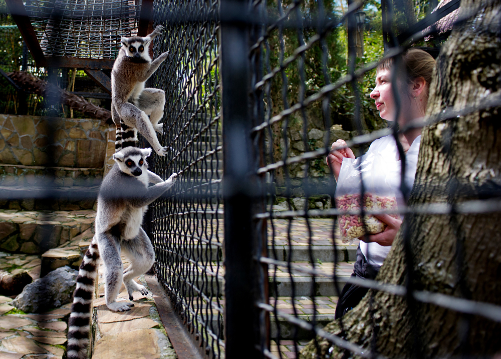 Посетительница новь открывшегося зоопарка "Сказка" в Ялте у вольера с лемурами.