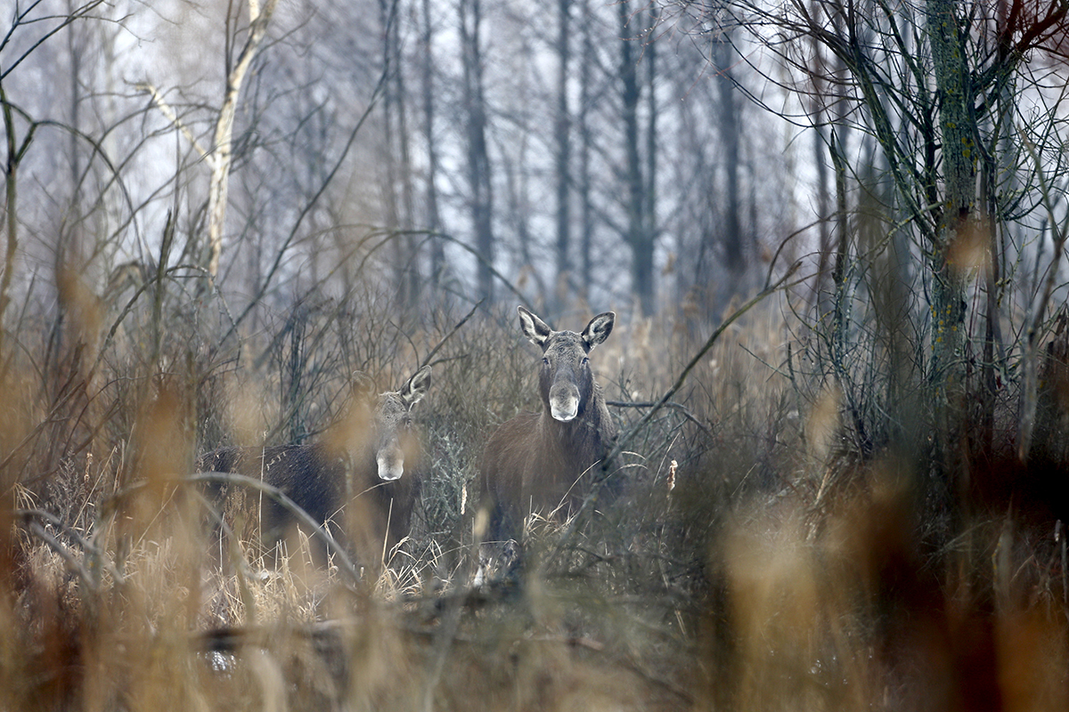 Elks are seen near the abandoned village of Dronki, Belarus. Wild animals are now the sole occupants of the exclusion zone around the Chernobyl nuclear reactor, roughly the size of Luxembourg. The population of wolves and elks has boomed in the past 30 years here.