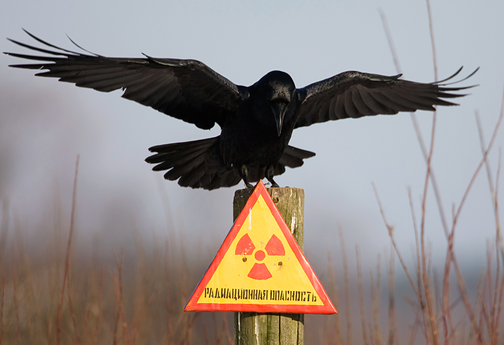 Corvo se posta sobre placa que alerta para o perigo da radioatividade na região.