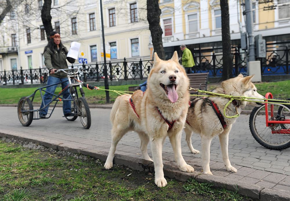 Ein Bewohner aus dem Norden Russlands ist mit seinem Hundegespann in Moskau unterwegs.