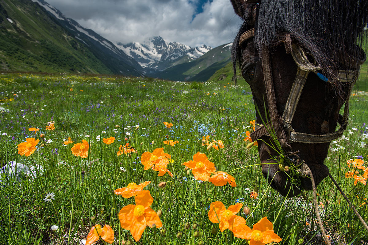 Der Frühling kommt hier spät an. Zu Frühlingsbeginn sind große Felder mit einem farbigen Teppich aus blühendem buntem Grass und Bergmohn bedeckt. 