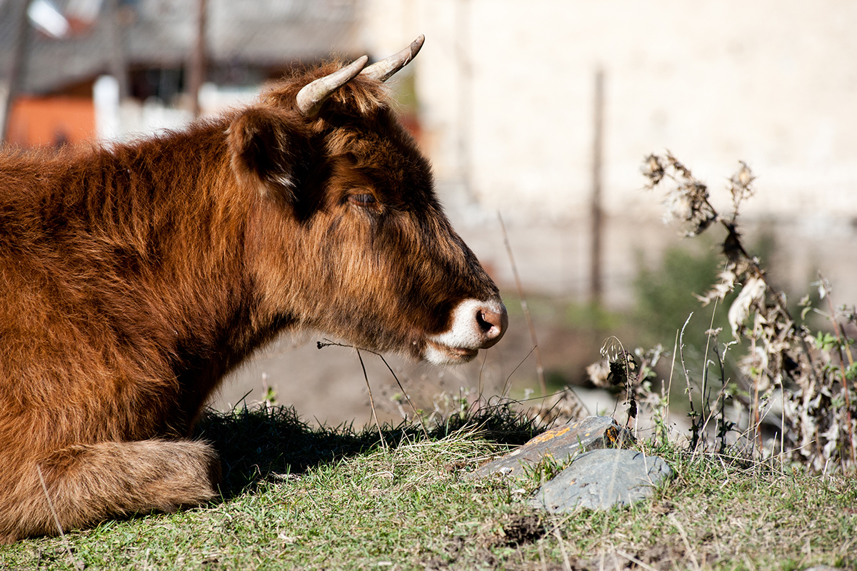 Oni koji odluče ostati u planinama i živjeti u skladu s tradicijom Osetije drže stoku iz nužde.