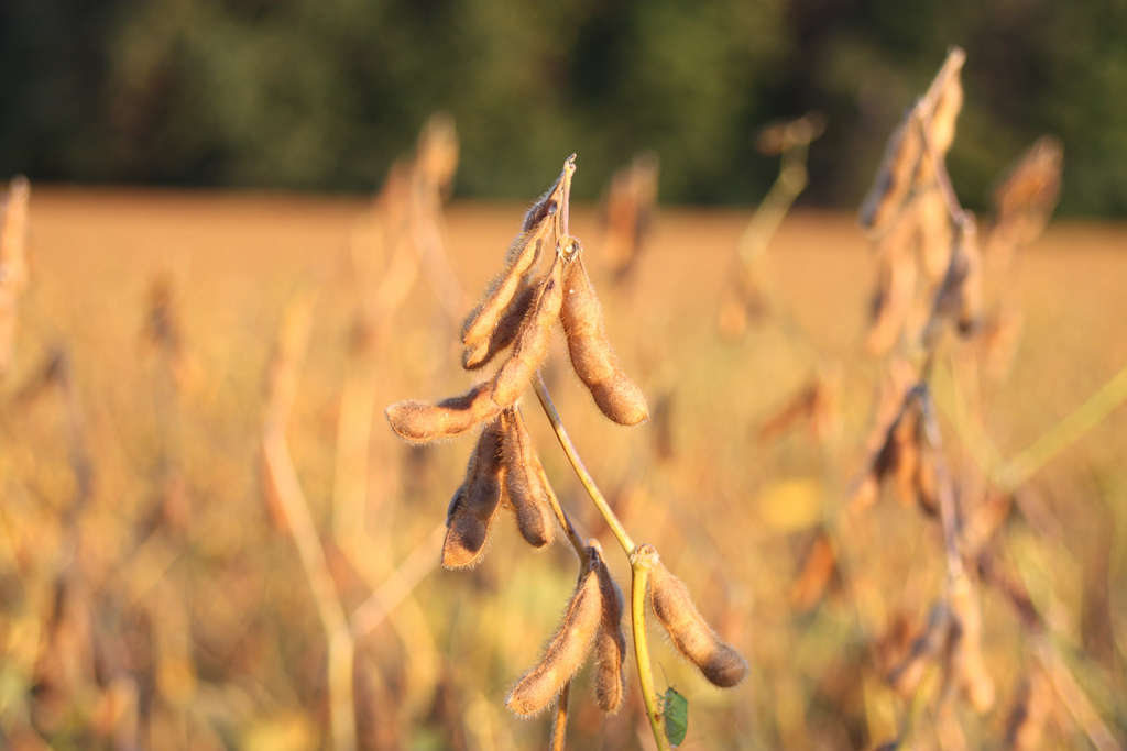 Japan has a high demand for soybeans. 