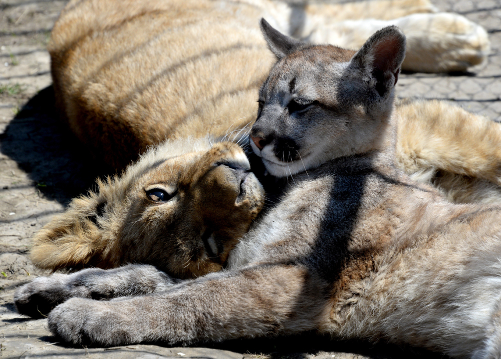 Das Löwenjunge Aristo und der kleine Puma Prinz Foru sind enge Freunde. Die zwei leben im Zoo des Dorfes Borisowka, in der Region Primorje. 